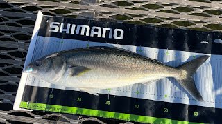 Ep. 51| HUGE Salmon on lures| Merimbula NSW