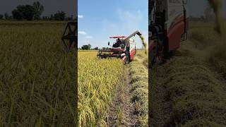 Massive Rice Harvest in America! 🌾🚜 Satisfying Farming Machine at Work #shorts #viral #trending #usa