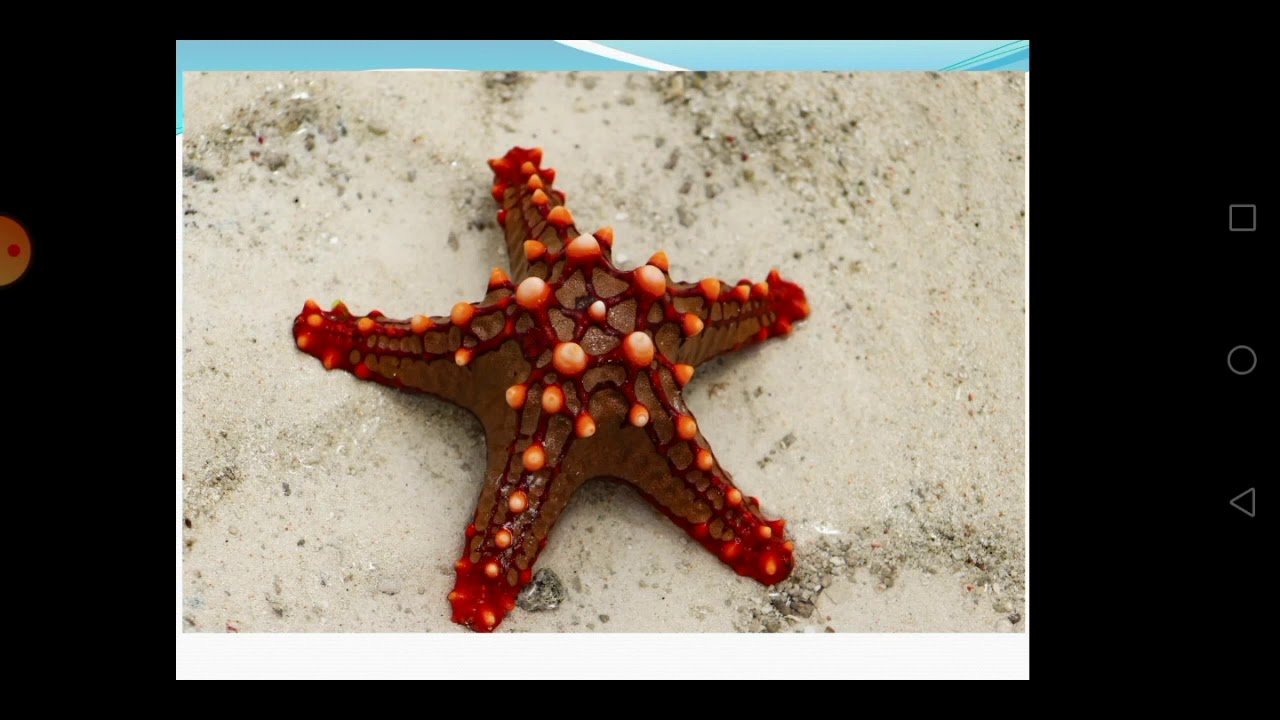 Морские звёзды| Занимательная зоология