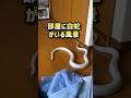 白蛇がいて素敵時間 #白蛇 #爬虫類 #snake #アルビノ
