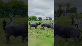 Download Lagu 🦁Bajrang pada ki ladai Ujjain mp #animals #viral #trending #shorts MP3 Download Lagu 🦁Bajrang pada ki ladai Ujjain mp #animals #viral #trending #shorts MP3
