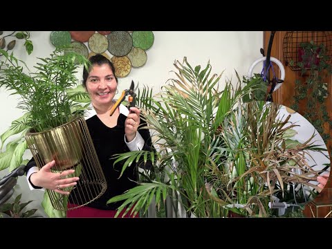 Video: No hay hojas en las palmeras: qué hacer si se caen las hojas de las palmeras