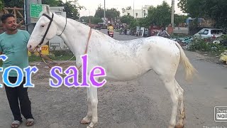 nukra horse for sale Bhilwara Rajasthan for sel