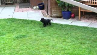 Details Working cocker spaniel puppies 6 weeks old Update