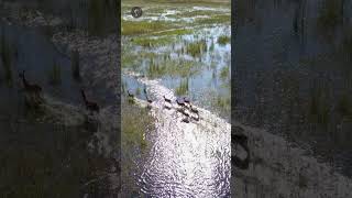 O lechwe do Okavango flutua sobre as águas #animals #africa #naturezasurpreendente
