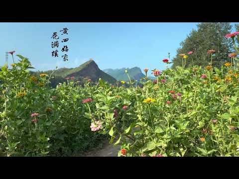 黄四娘家花满蹊，千朵万朵压枝低| 一日一诗一景