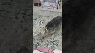 Tuggy Wars #dog #funny #cute