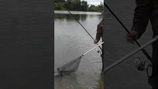 XXL - Brassen aus dem Fluss #feederfishing #flussangeln