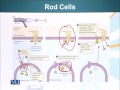 BIO201 Cell Biology Lecture No 107