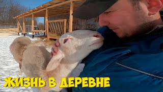 Нюша и Ромашка .Ремонт авто. [Жизнь в деревне] видео