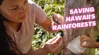 Meet The Entomologist Protecting Native Hawaiian Trees