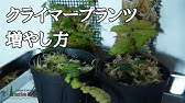 フペルジア の増やし方 葉伏せ に挑戦 リコポディウム Youtube フペルジア の増やし方 葉伏せ に挑戦 リコポディウム Youtube