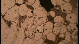 Garnet Thin Section Identification
