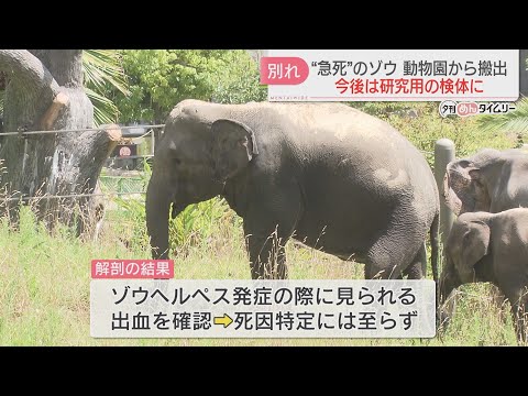 急死した12歳メスのゾウが動物園から搬出　国内の研究機関で検体に　福岡