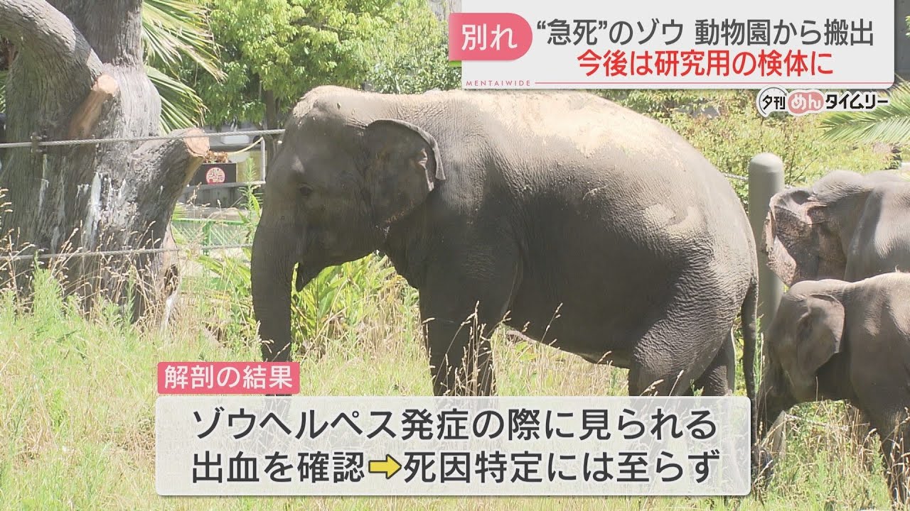 12-year-old female elephant who died suddenly removed from zoo