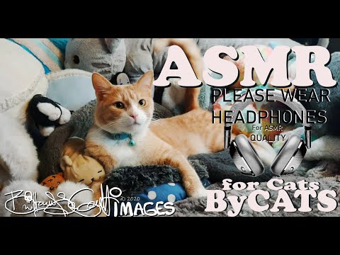 ASMR for CATS by Cats! best cat noises! purring & licking