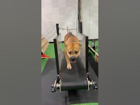 Кардио тренировка для Ка де Бо в DogsEnergym. Кинолог в СПб. Спорт для ...