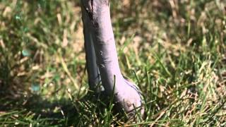 Lawn Care - How to Treat Borers