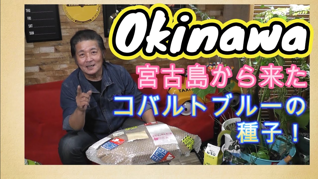 旅人の木】ついに我が家に届いたコバルトブルーの種子！沖縄県宮古島