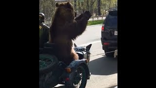 По столице Коми на мотоцикле разъезжает настоящий медведь По столице Коми на мотоцикле разъезжает настоящий медведь
