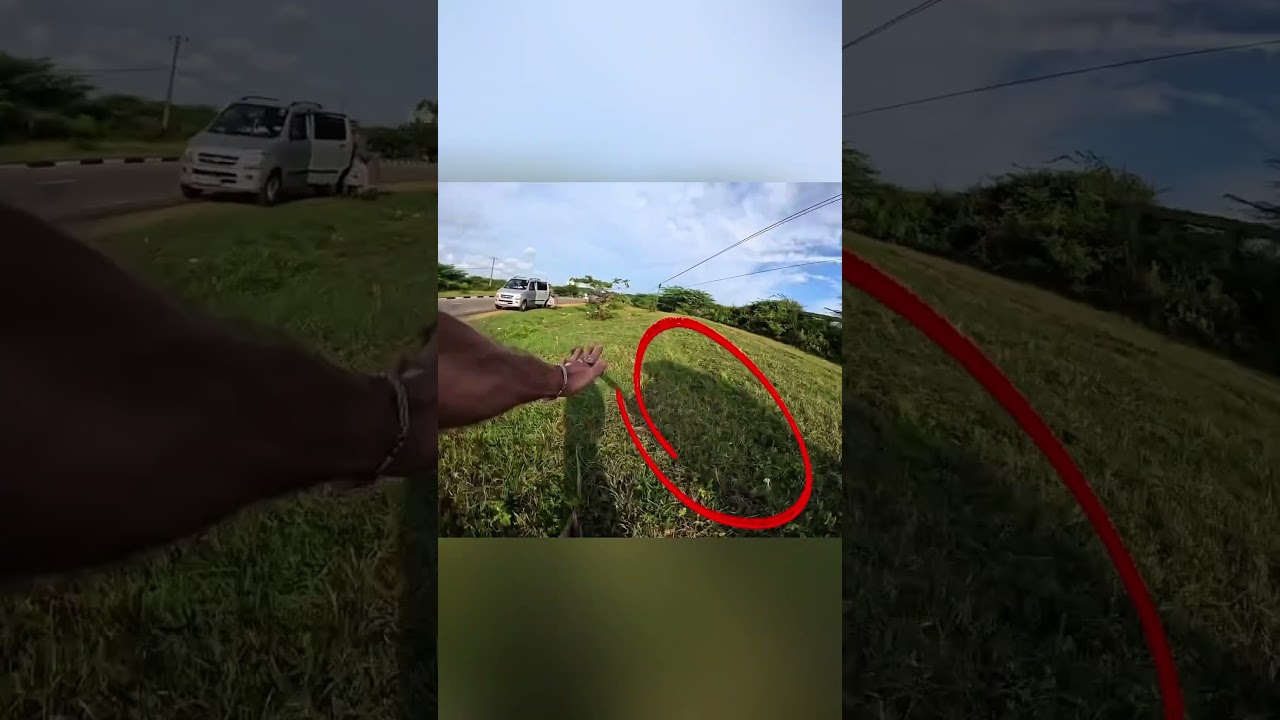 Bus Driver Saves Man From 11,000-Pound Elephant Chase 😱🐘 