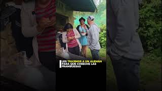 Les trajimos un alemán para cosechar frambuesas #bolivia🇧🇴 #emprendedor #emprendimiento #frambuesa