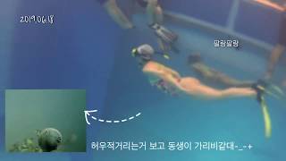 인어가 되고싶은데 현실은 가리비, 프리다이빙 체험 2,3회차 기록 I Freediving