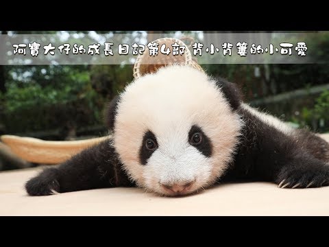 《熊貓主題趴》阿寶大仔的成長日記第4部 背小背簍的小可愛 | iPanda熊貓頻道