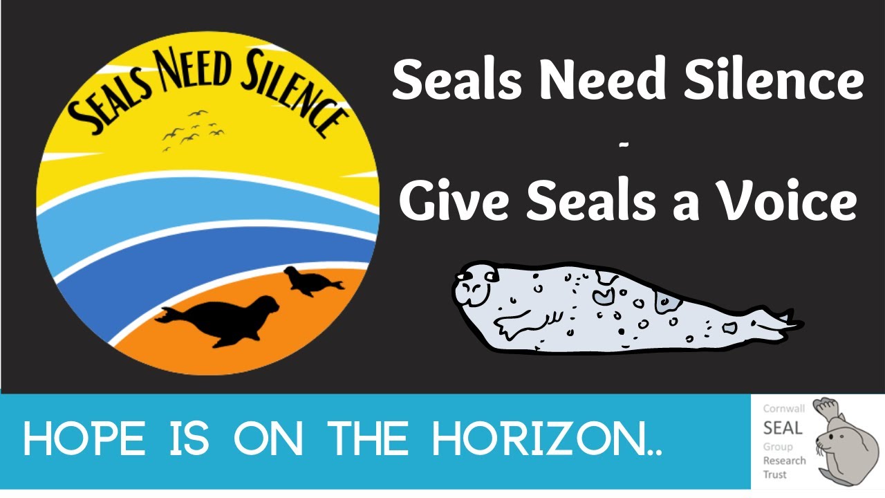 Seals Need Silence Give Seals a Voice YouTube