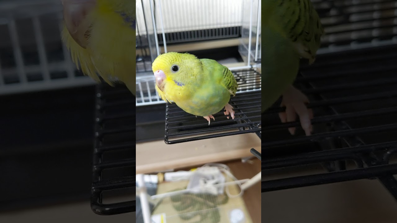 セキセイインコ くしゃみ 咳 Youtube