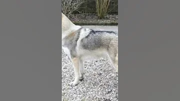 Most Dengueras Wolf Hybrid Dog 