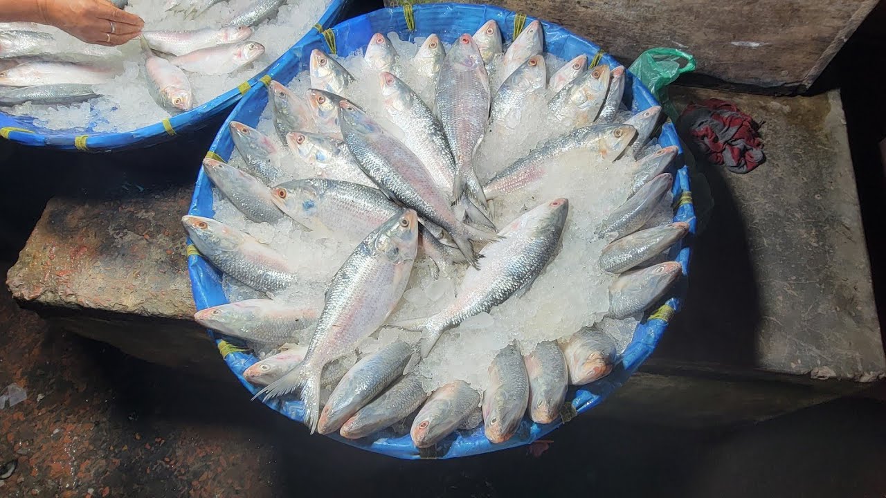 Hanif Fish Hm Abu Hanif fish cutting channel আলহামদুলিল্লাহ is live! supper big ...