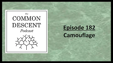 Episode 182 - Camouflage