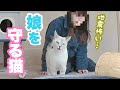 【地震発生の瞬間】恐怖で動けなくなった娘を守ろうとする保護猫がたくましすぎた！