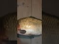 caught a carp/зловили коропа, shorts