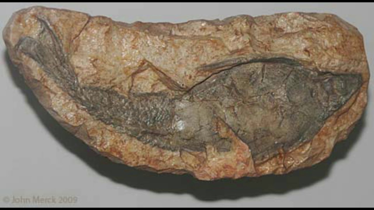 Jawless Fish Evolution (Ostracoderms)