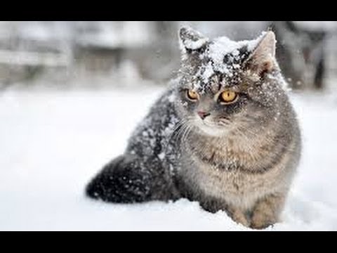 The Wonderful World Of Cats - HD Nature Wildlife Documentary