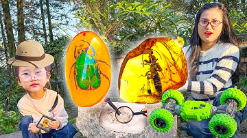 Changcady cắm trại trong rừng, tìm được hoá thạch các loài côn trùng