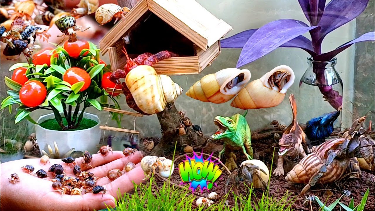 Kelomang bayi lucu,kelomang hias,kelomang unik dan ikan cupang di dlm botol