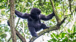 ESCAPE FROM EXTINCTION REWILDING Trailer 2025