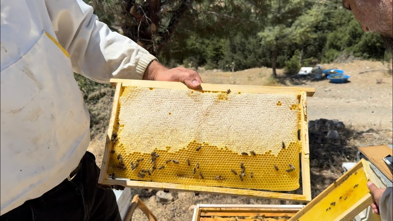 Isparta çiçek-lavanta-sedir balı sağımı