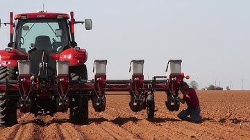 Sugarcane Aphid Management - Pre-plant Decisions