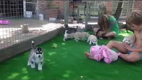 Kids playing with puppies for the first time outside