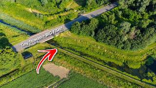 BIG FISH in TINY STREAM?!