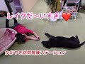 【犬用車いす】大型犬の車椅子使用の様子