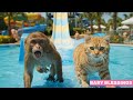Monkey,cat and panda sliding in water slider park 🤣 #monkeydance #monkeyvideo #animalsounds #panda