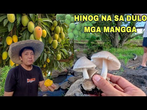 Mga mangga hinog na sa dulo...Nakakuha ng kabute dayami