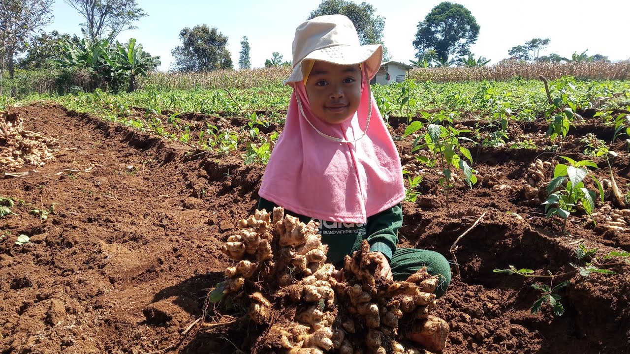 panen jahe emprit (2021-2022) lahan 2