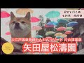 【豆柴と石川旅】わんわんリゾート　矢田屋松濤園