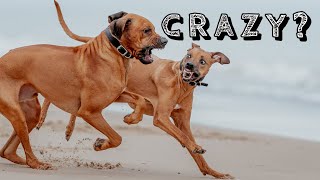 Rhodesian Ridgebacks in Action (Quarantine Edition) by Marking Our Territory 43,795 views 3 years ago 4 minutes, 57 seconds